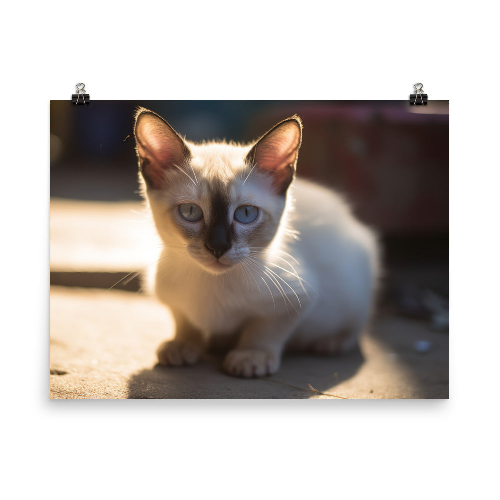 Curious Balinese Kitten in Sunlight photo paper poster - Posterfy.AI
