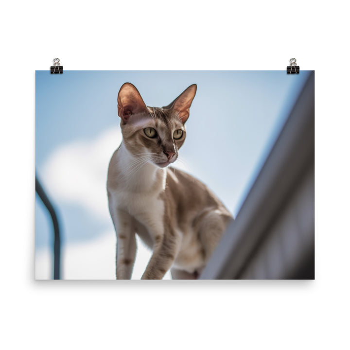 Adventurous Oriental Shorthair Climbing photo paper poster - Posterfy.AI