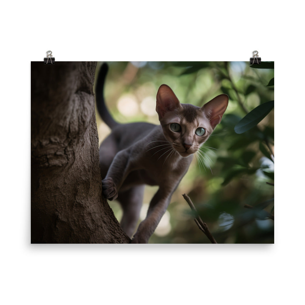 Adventurous Oriental Shorthair Climbing photo paper poster - Posterfy.AI