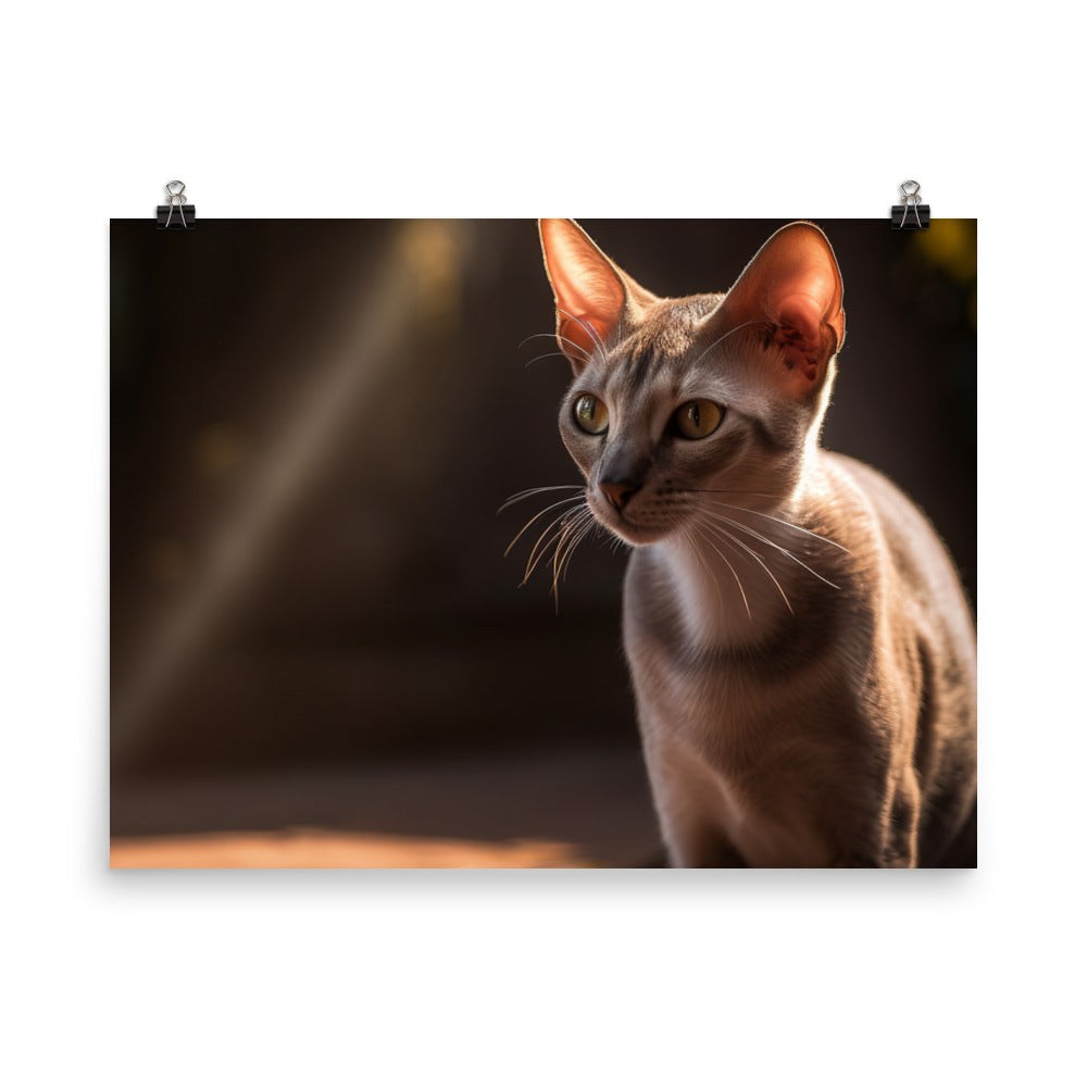 Curious Oriental Shorthair in Sunlight photo paper poster - Posterfy.AI