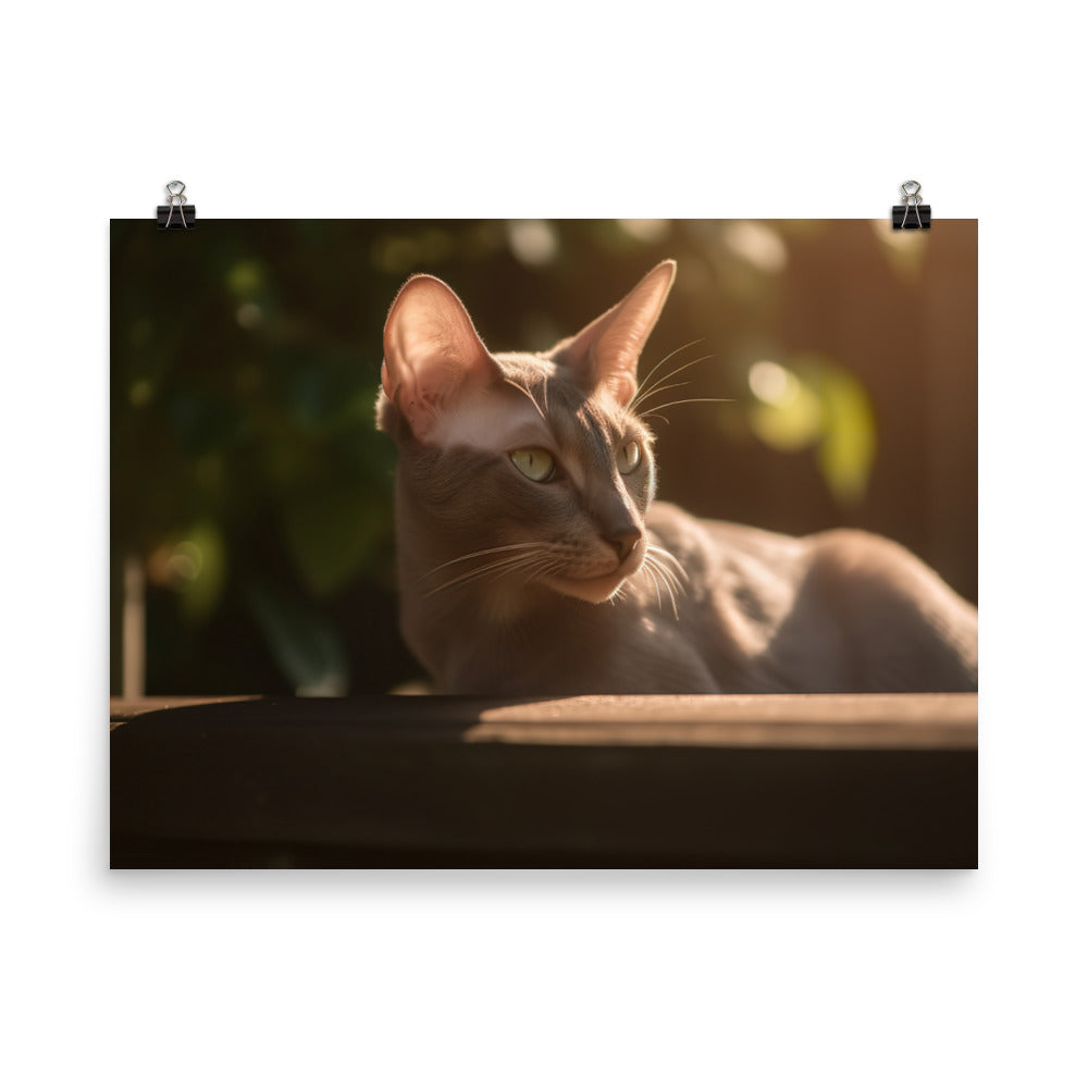Curious Oriental Shorthair in Sunlight photo paper poster - Posterfy.AI