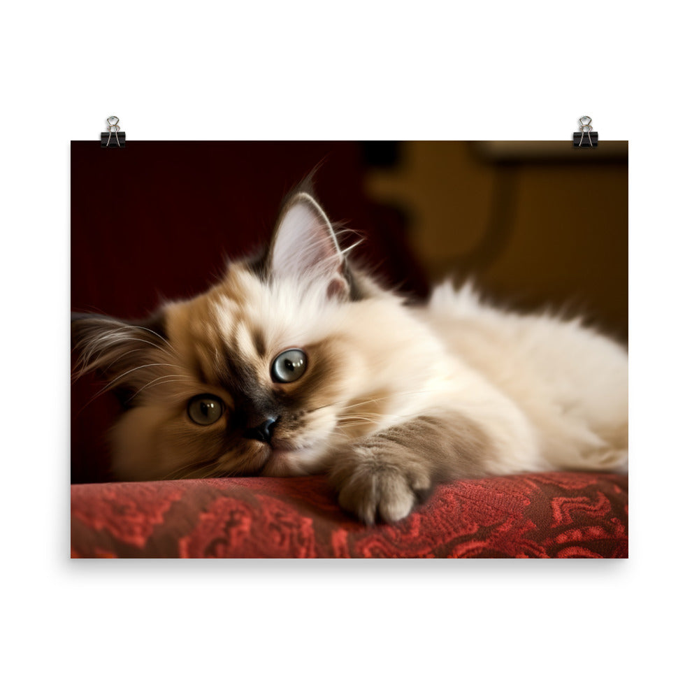 Adorable Himalayan Kitten resting on sofa photo paper poster - Posterfy.AI