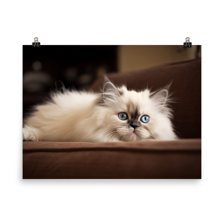 Adorable Himalayan Kitten resting on sofa photo paper poster - Posterfy.AI