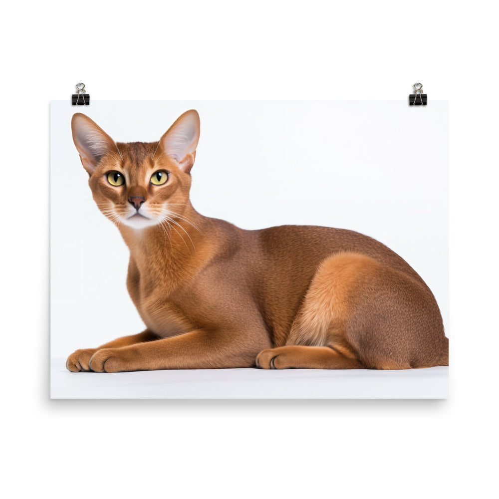 Elegant Abyssinian on a white background photo paper poster - Posterfy.AI
