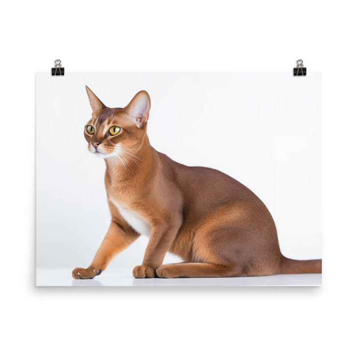 Elegant Abyssinian on a white background photo paper poster - Posterfy.AI