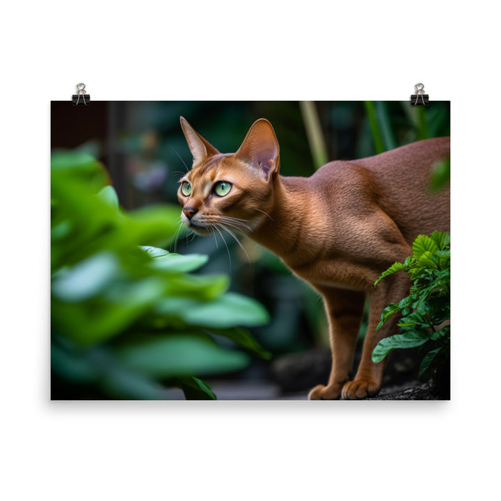 Curious Abyssinian exploring the garden photo paper poster - Posterfy.AI