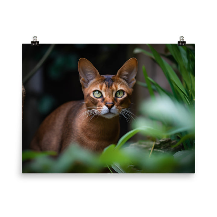 Curious Abyssinian exploring the garden photo paper poster - Posterfy.AI