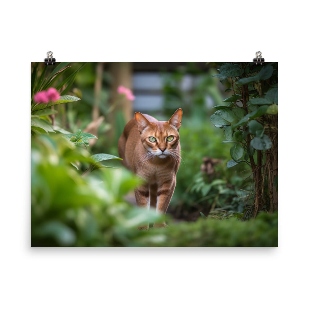 Curious Abyssinian exploring the garden photo paper poster - Posterfy.AI