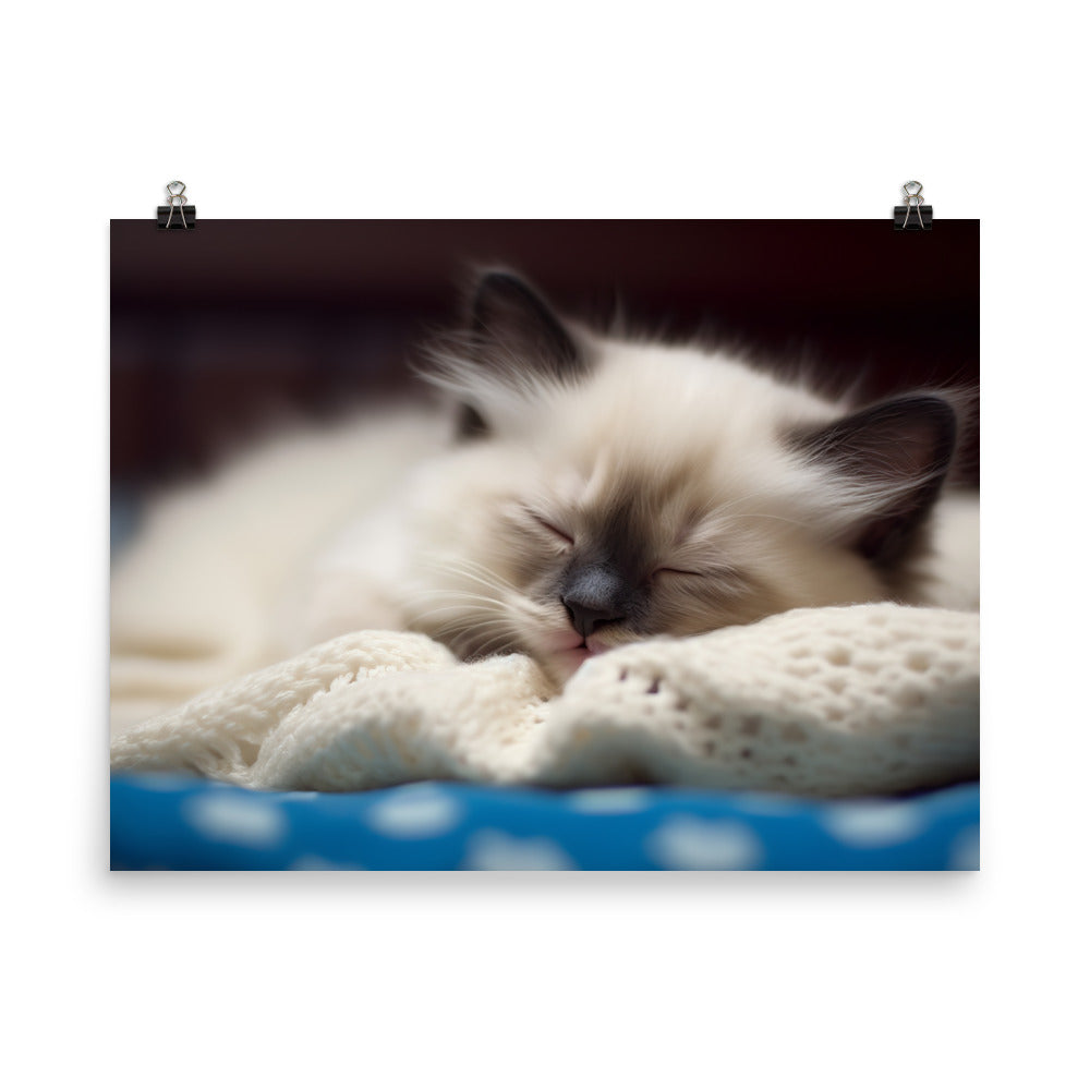 Ragdoll Kitten Napping in Cozy Blanket photo paper poster - Posterfy.AI