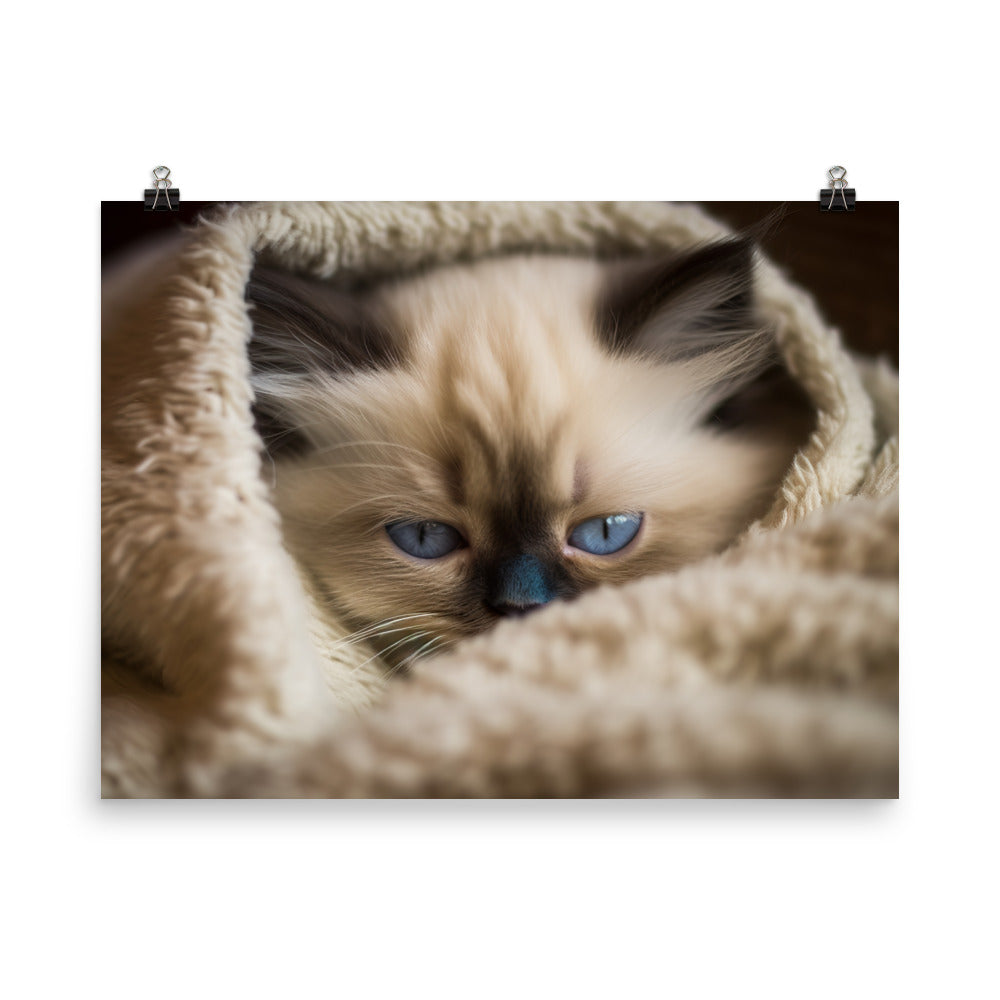 Ragdoll Kitten Napping in Cozy Blanket photo paper poster - Posterfy.AI