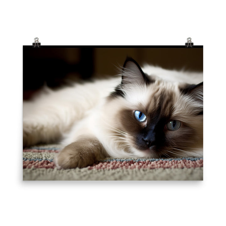 Fluffy Ragdoll Lounging on Plush Rug photo paper poster - Posterfy.AI