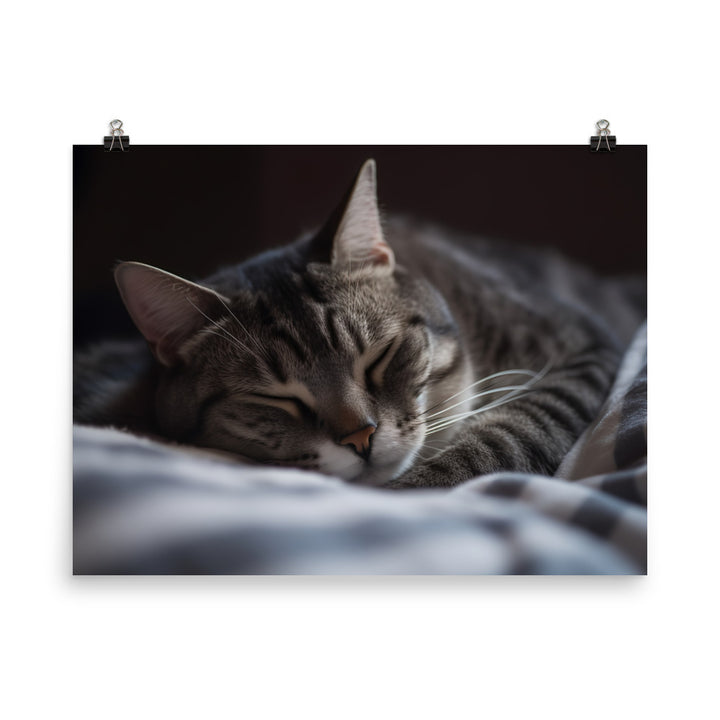 Sleeping American Shorthair in cozy bed photo paper poster - Posterfy.AI