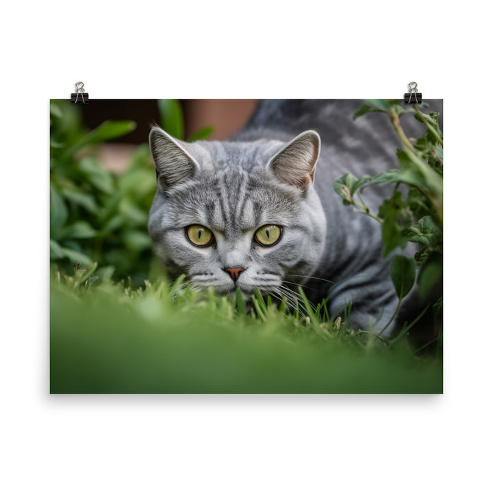 Curious American Shorthair exploring the garden photo paper poster - Posterfy.AI