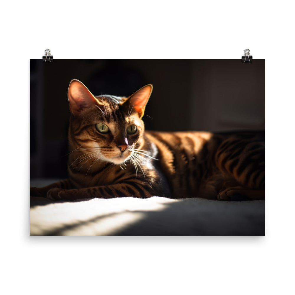 Majestic Bengal Cat Lounging in Sunbeam photo paper poster - Posterfy.AI