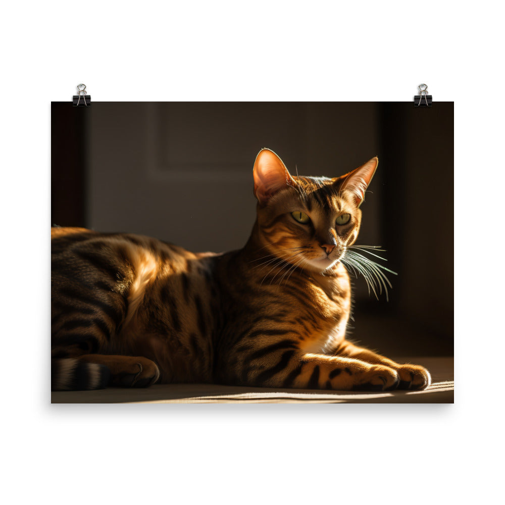 Majestic Bengal Cat Lounging in Sunbeam photo paper poster - Posterfy.AI