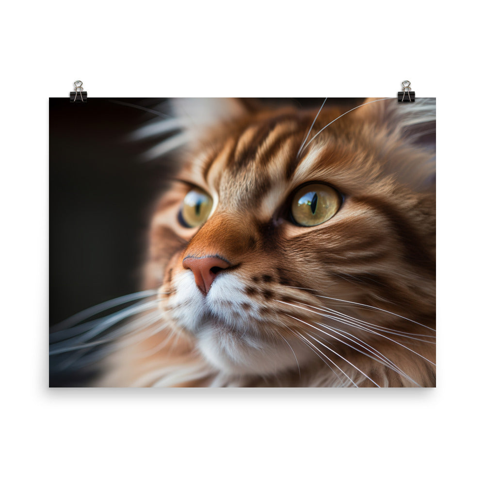 Maine Coon with a Close-Up shot photo paper poster - Posterfy.AI