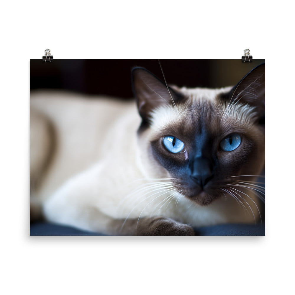 Groomed Siamese Sitting Pretty photo paper poster - Posterfy.AI