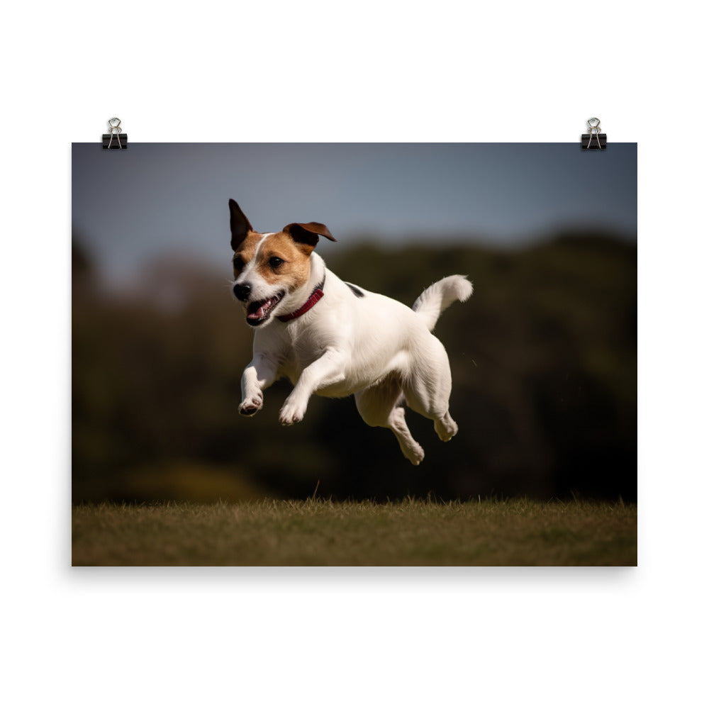 Spirited Jack Russell Terrier at Play photo paper poster - Posterfy.AI