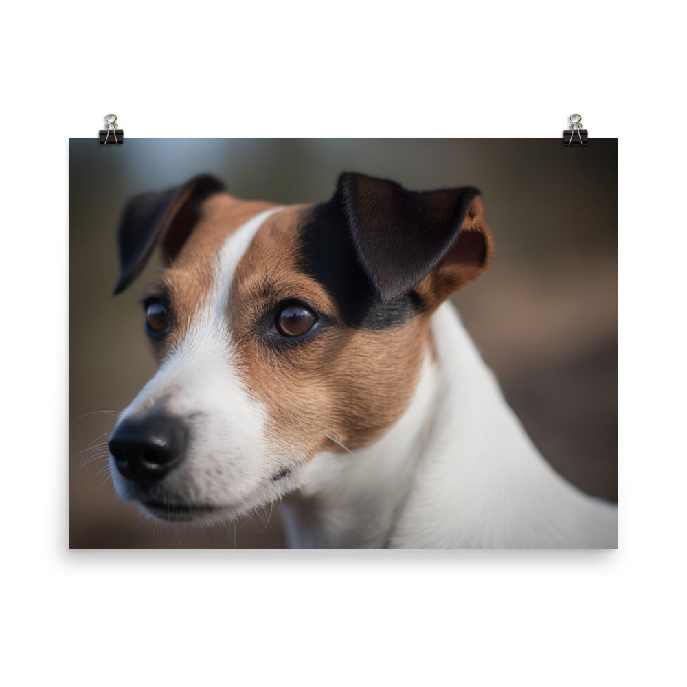 Jack Russell Terriers Inquisitive Stare photo paper poster - Posterfy.AI