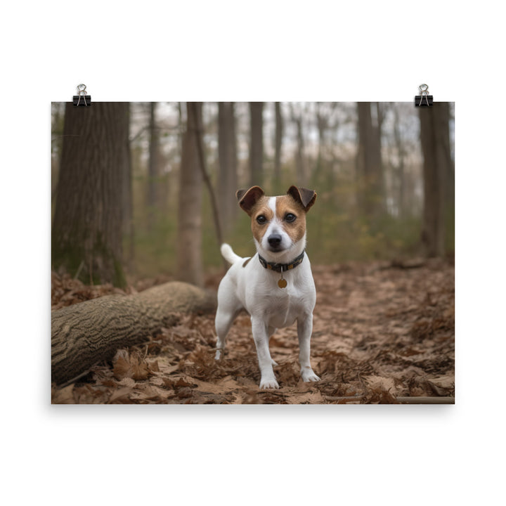 Adorable Jack Russell Terrier Posing for Camera photo paper poster - Posterfy.AI