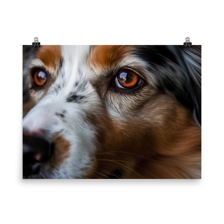 Ruggedly handsome: Australian Shepherd photo paper poster - Posterfy.AI