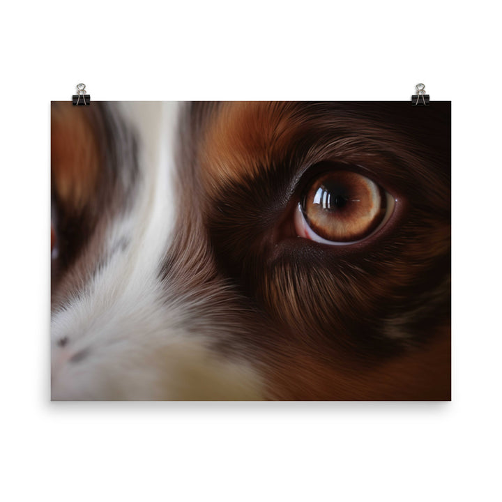 Inquisitive and intelligent: Australian Shepherd photo paper poster - Posterfy.AI