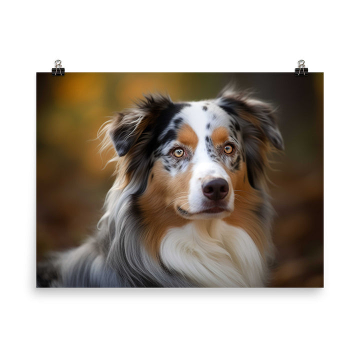 Graceful and loyal: Australian Shepherd photo paper poster - Posterfy.AI