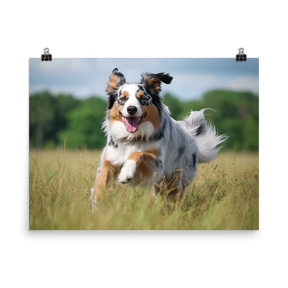 Graceful and loyal: Australian Shepherd photo paper poster - Posterfy.AI