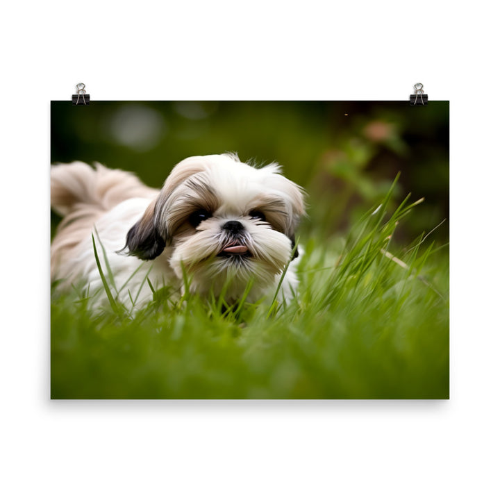 Playful Shih Tzu Enjoying the Outdoors photo paper poster - Posterfy.AI