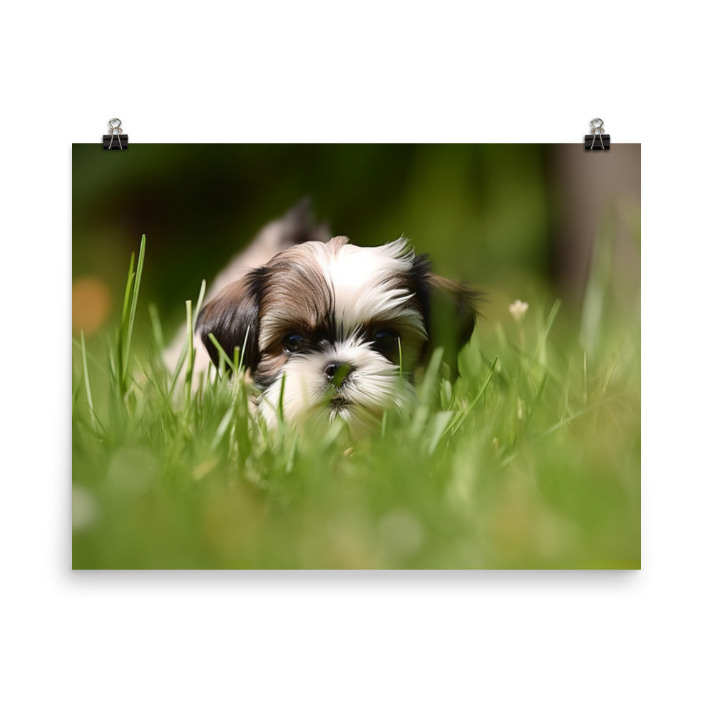 Playful Shih Tzu Enjoying the Outdoors photo paper poster - Posterfy.AI