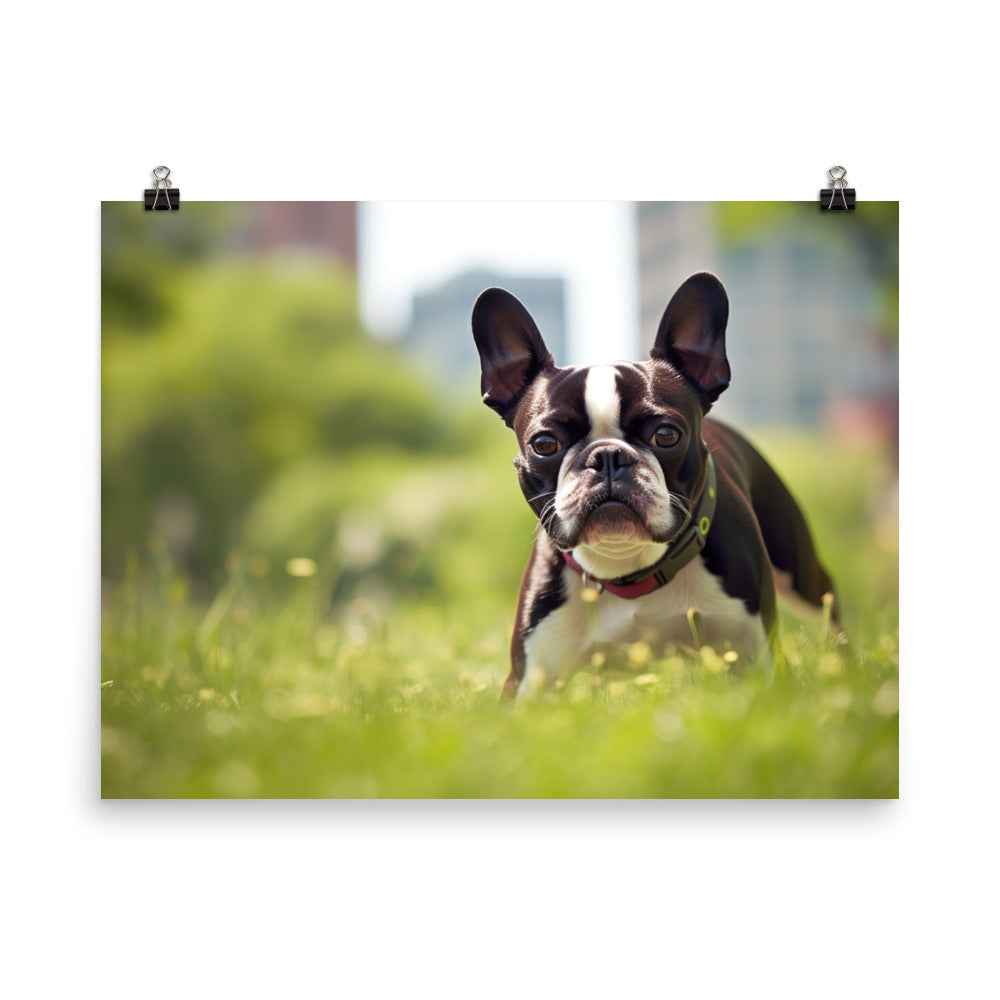 Spunky Boston Terrier in the Park photo paper poster - Posterfy.AI