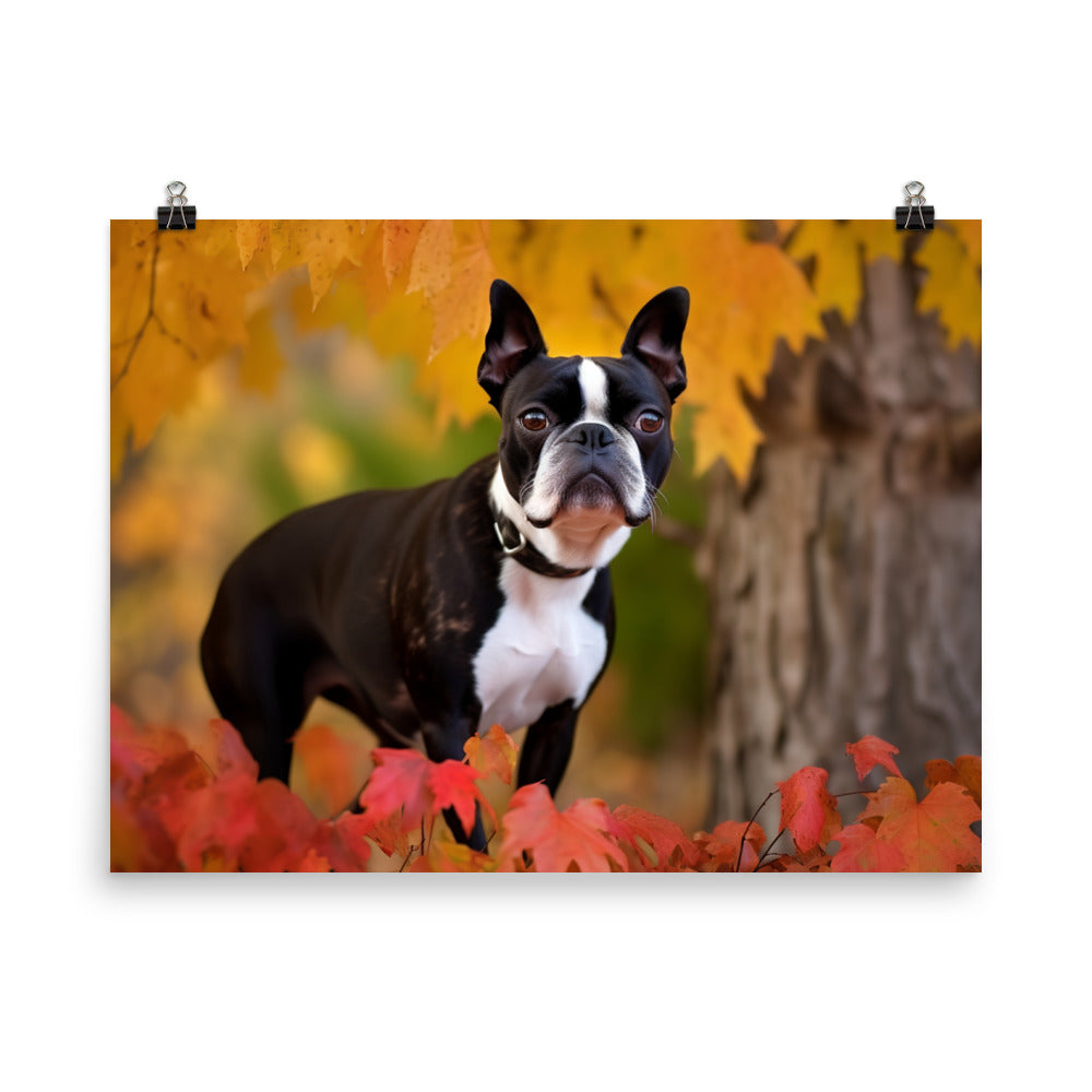 Boston Terrier with Fall Colors photo paper poster - Posterfy.AI