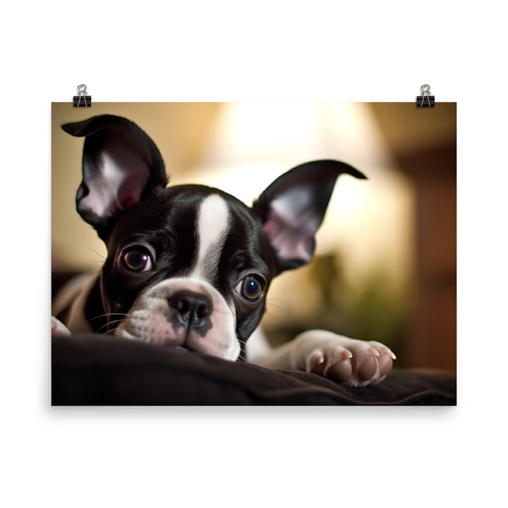 Boston Terrier Pup at Home photo paper poster - Posterfy.AI