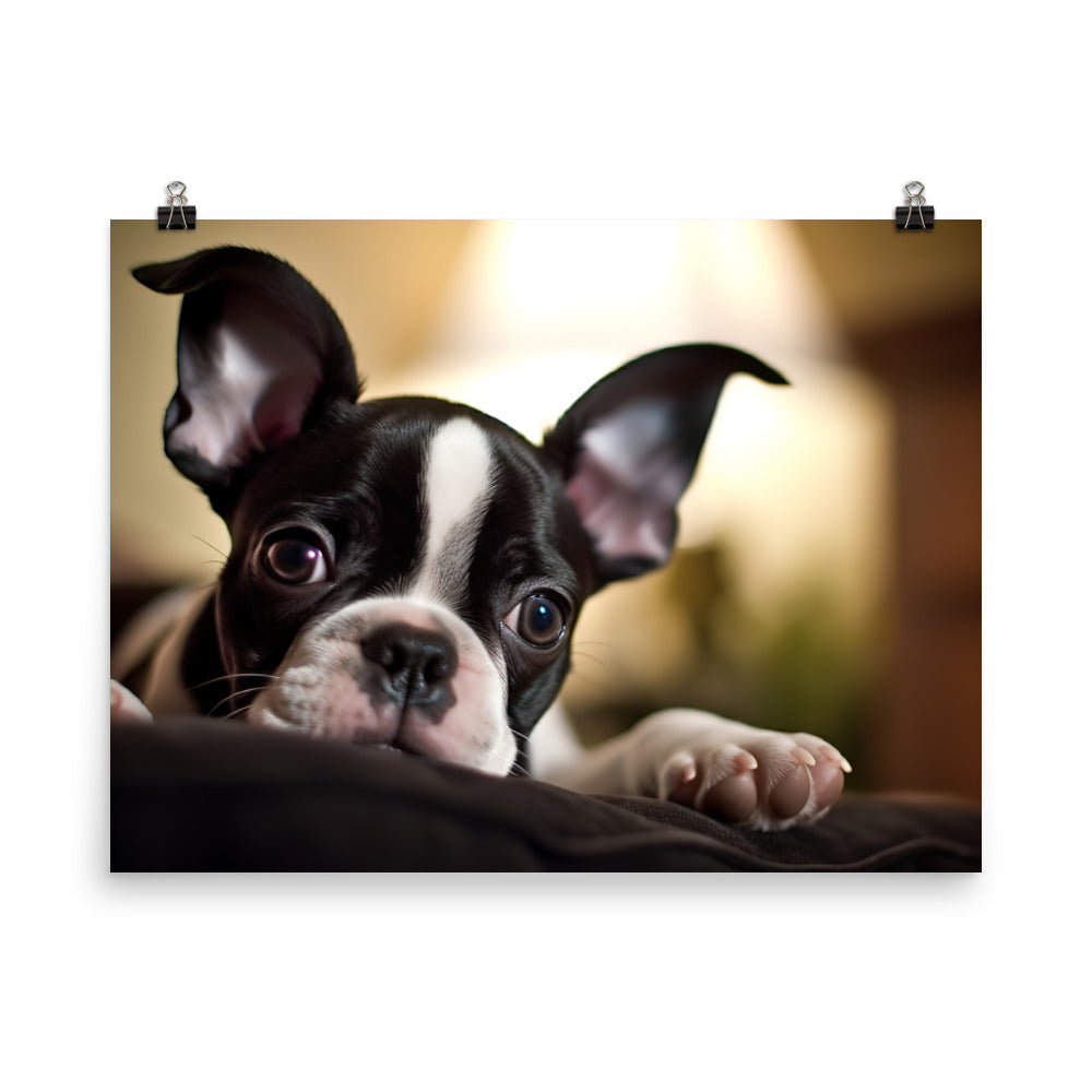 Boston Terrier Pup at Home photo paper poster - Posterfy.AI