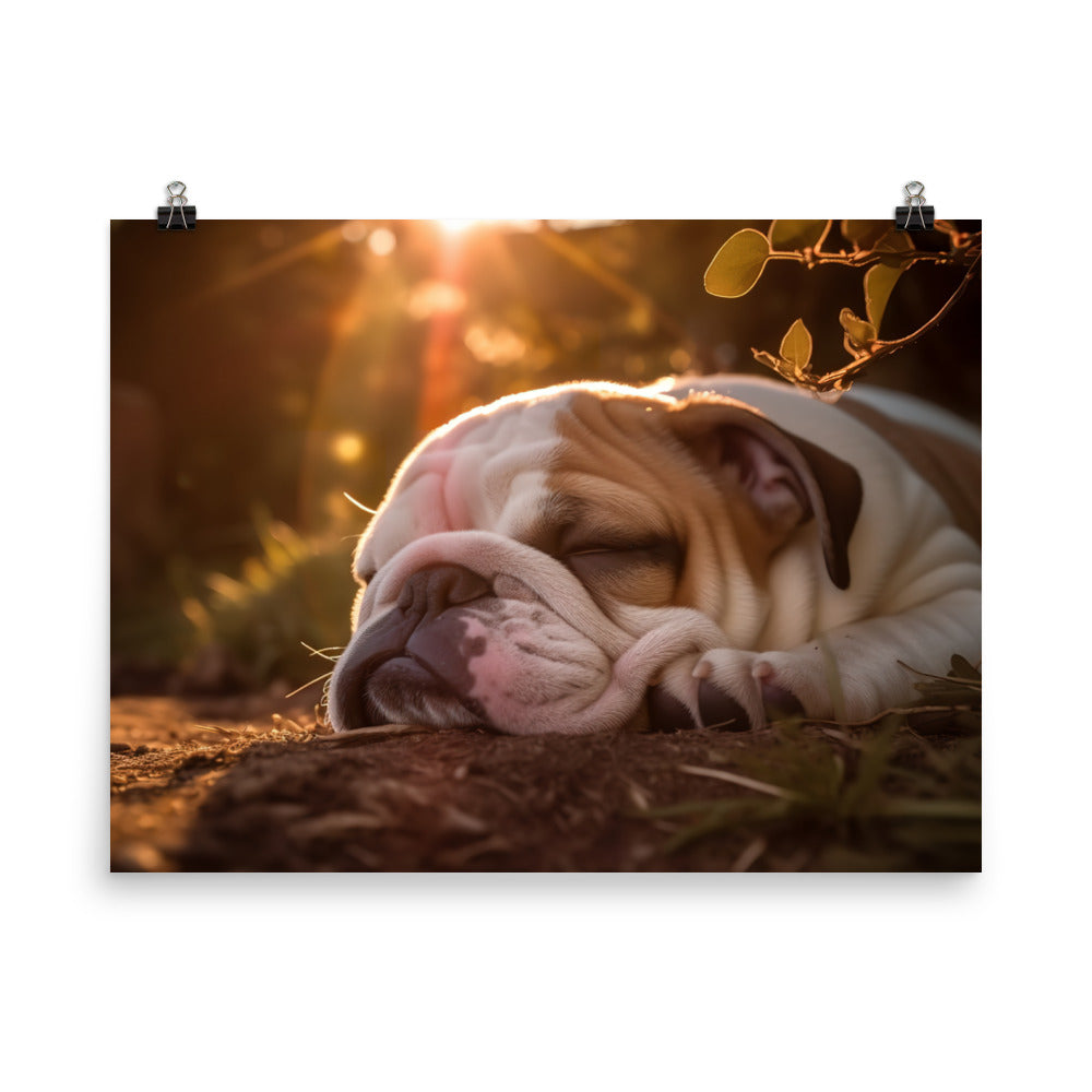 Cute Bulldog in the Sun photo paper poster - Posterfy.AI