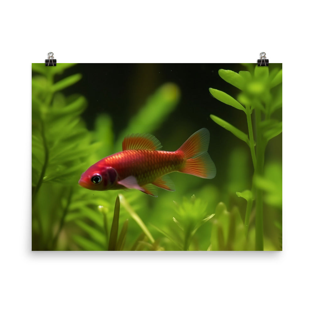 Vibrant Cherry Barb Swimming in Planted Aquarium Photo paper poster - Posterfy.AI