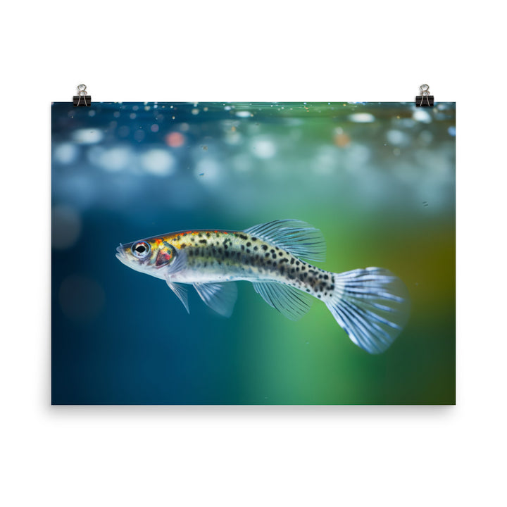 Graceful Female Guppy Gliding in Water Photo paper poster - Posterfy.AI