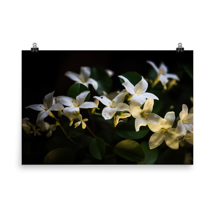 The Elegance of Jasmine Flowers at Night photo paper poster - Posterfy.AI