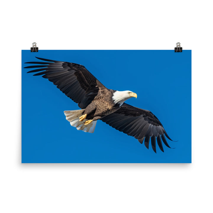 Beautiful Bald Eagle in Flight Against the Blue Sky photo paper poster - Posterfy.AI