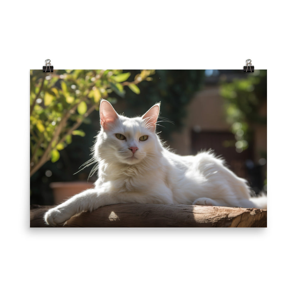 Graceful Turkish Angora relaxing in the sun photo paper poster - Posterfy.AI