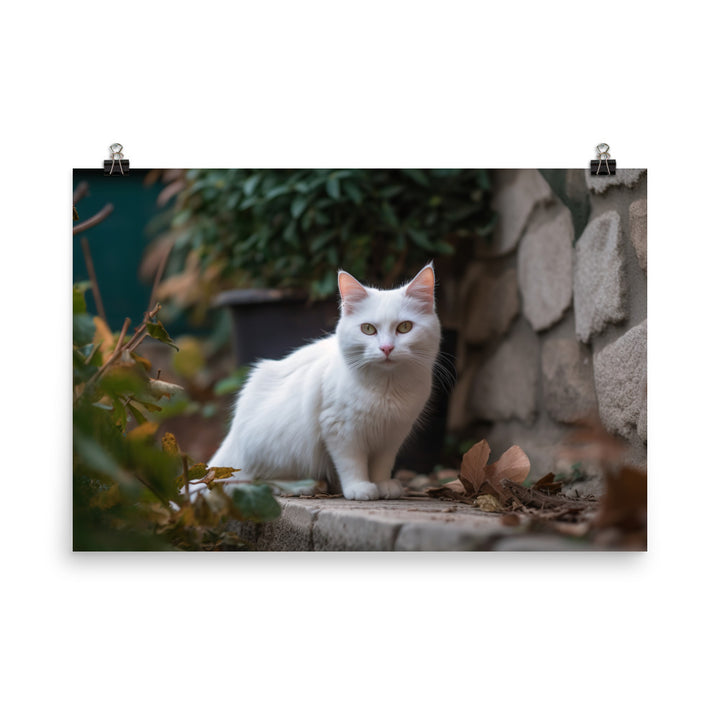 Curious Turkish Angora exploring its surroundings photo paper poster - Posterfy.AI