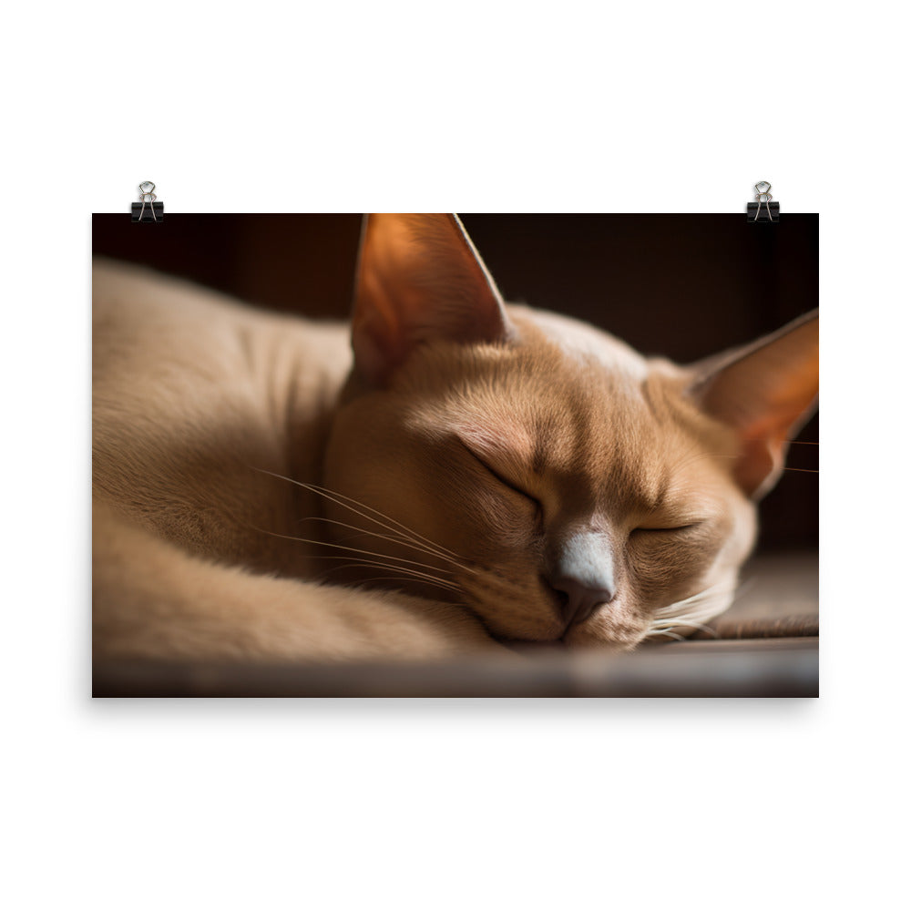 Sleeping Burmese Beauty photo paper poster - Posterfy.AI