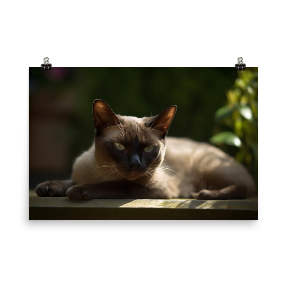 Burmese Relaxing in the Garden photo paper poster - Posterfy.AI