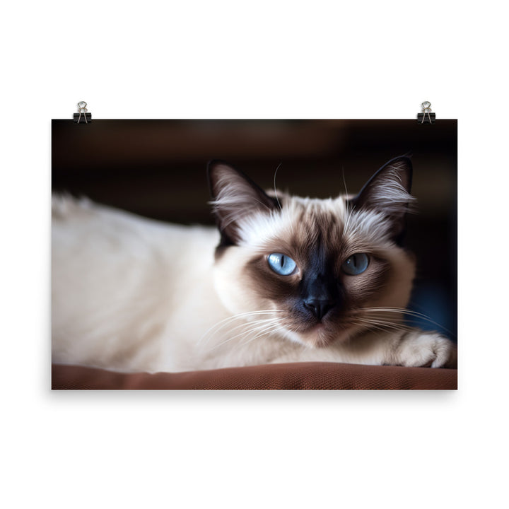 Gorgeous Balinese Cat Relaxing on the Couch photo paper poster - Posterfy.AI