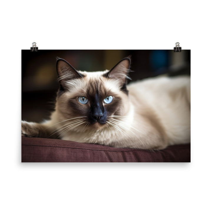 Gorgeous Balinese Cat Relaxing on the Couch photo paper poster - Posterfy.AI