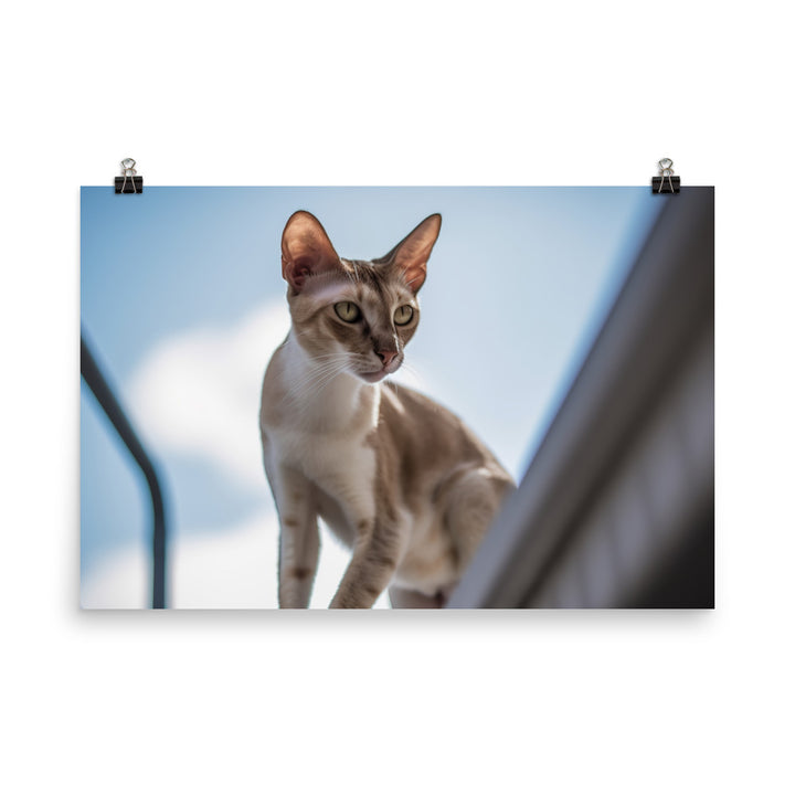 Adventurous Oriental Shorthair Climbing photo paper poster - Posterfy.AI