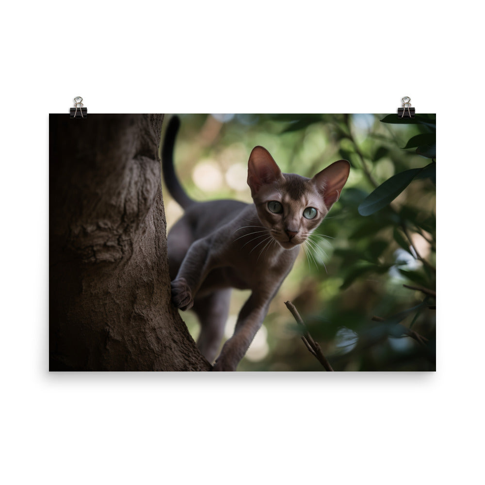 Adventurous Oriental Shorthair Climbing photo paper poster - Posterfy.AI