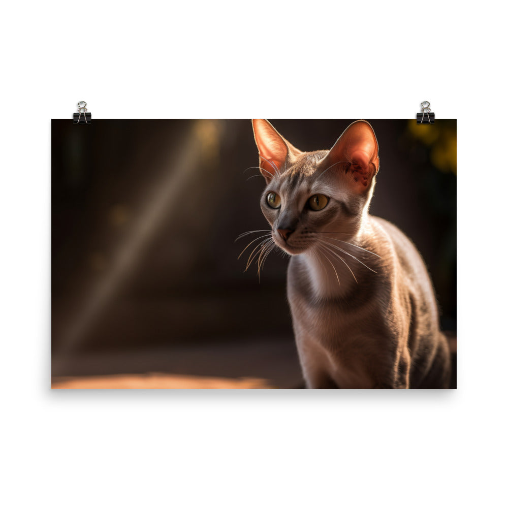 Curious Oriental Shorthair in Sunlight photo paper poster - Posterfy.AI