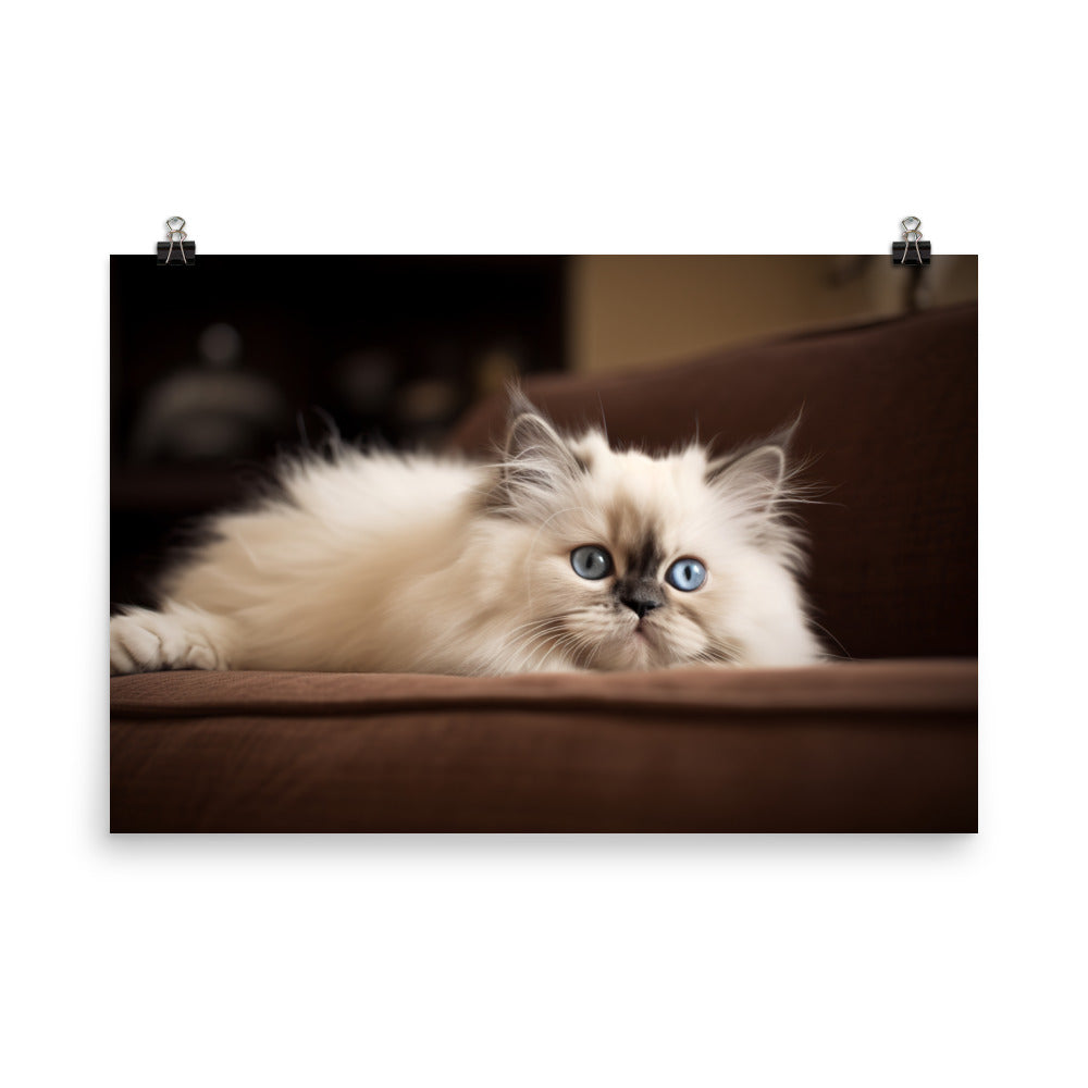 Adorable Himalayan Kitten resting on sofa photo paper poster - Posterfy.AI