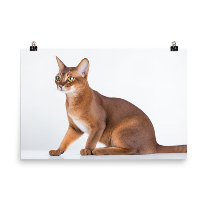 Elegant Abyssinian on a white background photo paper poster - Posterfy.AI